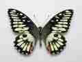 Papilio demoleus (aberration, Alex Bic) (Internet Image property of respective owner, non-commercial use only)